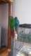 Conure