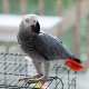 African Grey