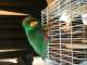 Eclectus