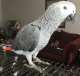 African Grey