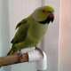 African Ringneck Parakeet