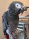 African Grey