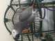 African Grey