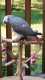 African Grey