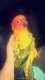Conure