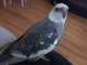 Cockatiel