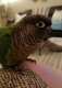 Conure