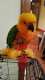 Conure