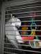 African Grey