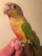 Conure
