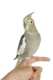 Cockatiel