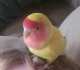 Lovebird