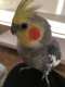 Cockatiel