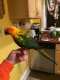 Conure