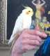 Cockatiel