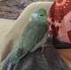 Parrotlet