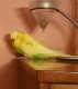 Budgerigar