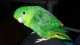 Lineolated Parakeet