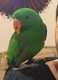 Eclectus