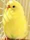 Parakeet