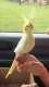 Cockatiel