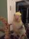 Cockatiel