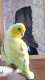 Parrotlet