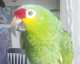Bird / Parrot