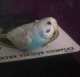 Budgerigar
