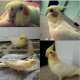 Cockatiel