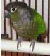 Conure