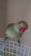 Indian Ringneck Parakeet