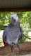 African Grey