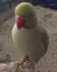 Indian Ringneck Parakeet