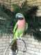 Mustached / Moustached Parakeet