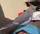 Cockatiel