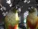 Conure