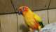 Conure
