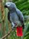 African Grey