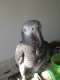 African Grey