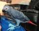 African Grey