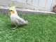 Cockatiel