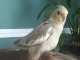 Cockatiel