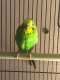 Parakeet