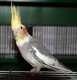 Cockatiel