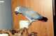 African Grey
