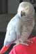 African Grey