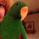Eclectus