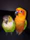 Conure