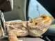 Bearded dragon